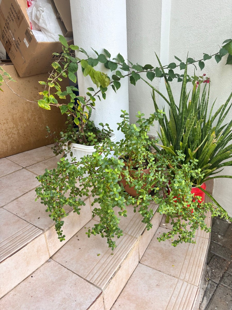 Plants - Image 4