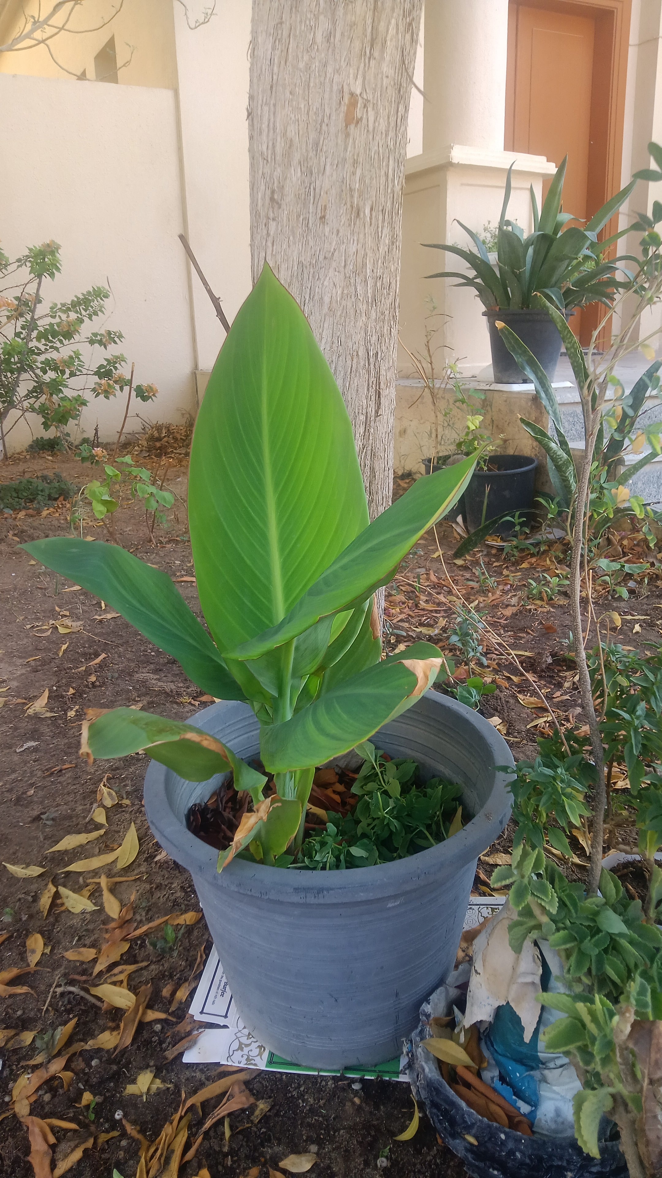 Banana Palm - Image 4