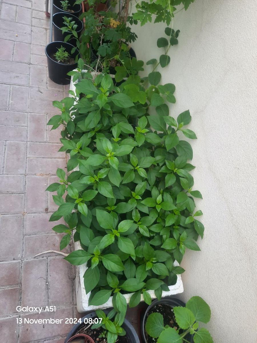 Barleria cristata flower plant for sale - Image 5