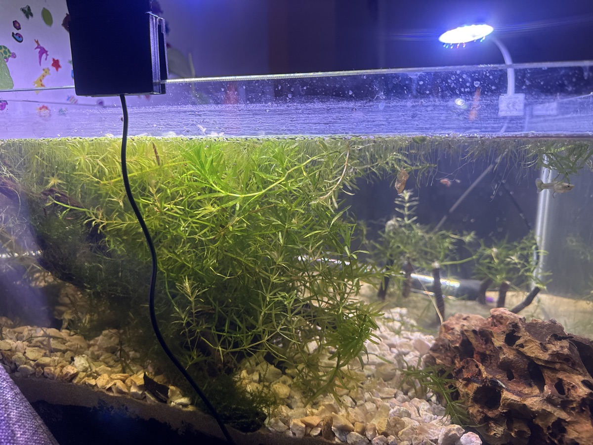 Planted aquarium setup beach theme - Image 3