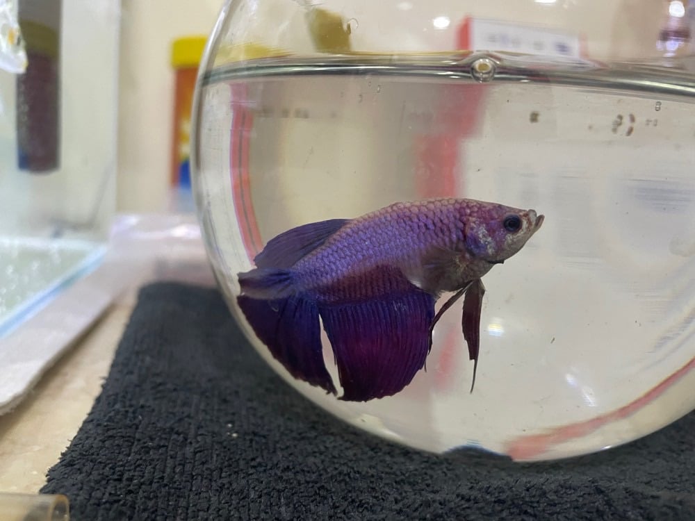 fish with fish tank Bicycles and Airtel receiver single steel bed - Image 2
