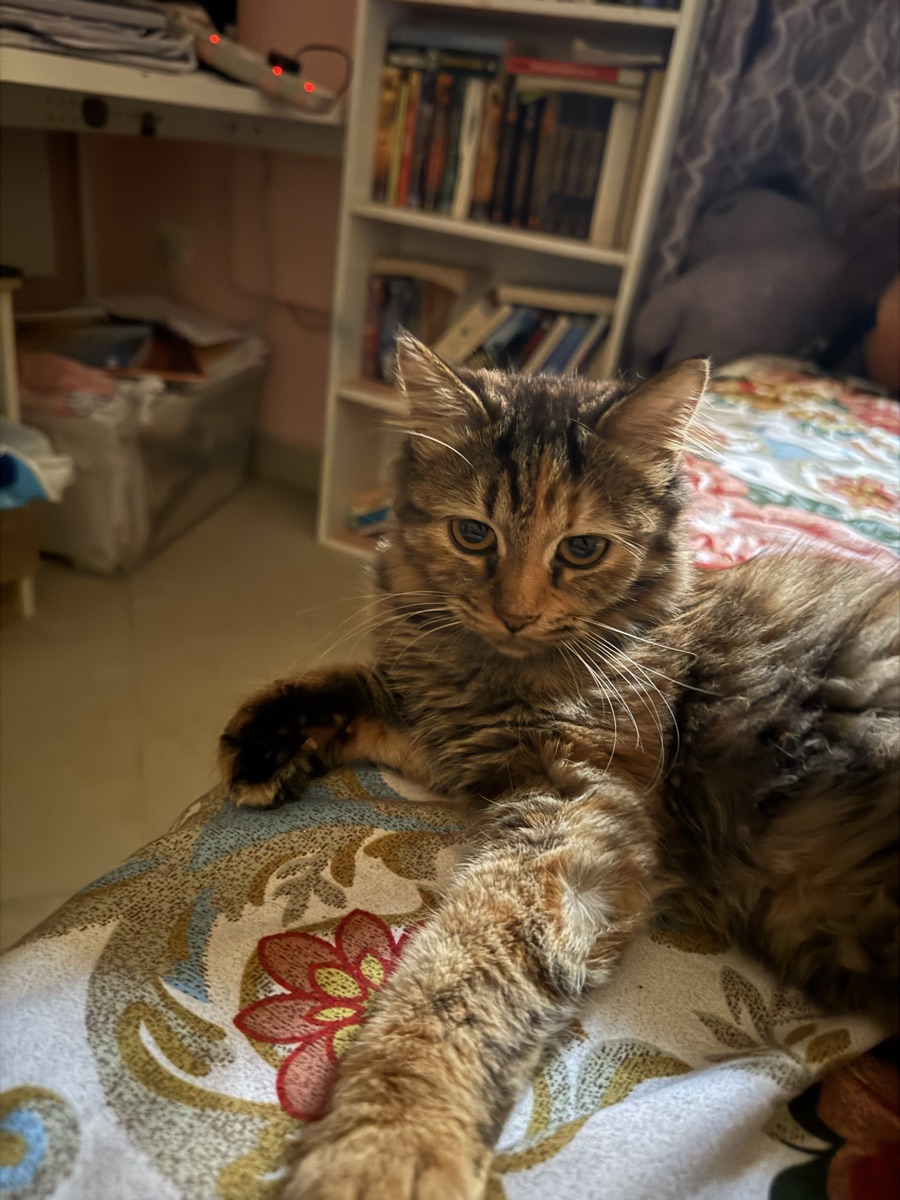 Persian Kittens for adoption 6 months old - Image 2