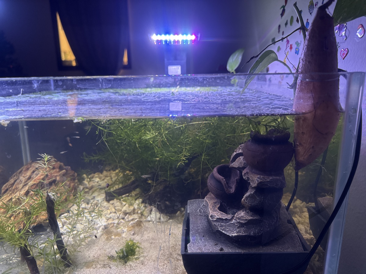 Planted aquarium setup beach theme - Image 4