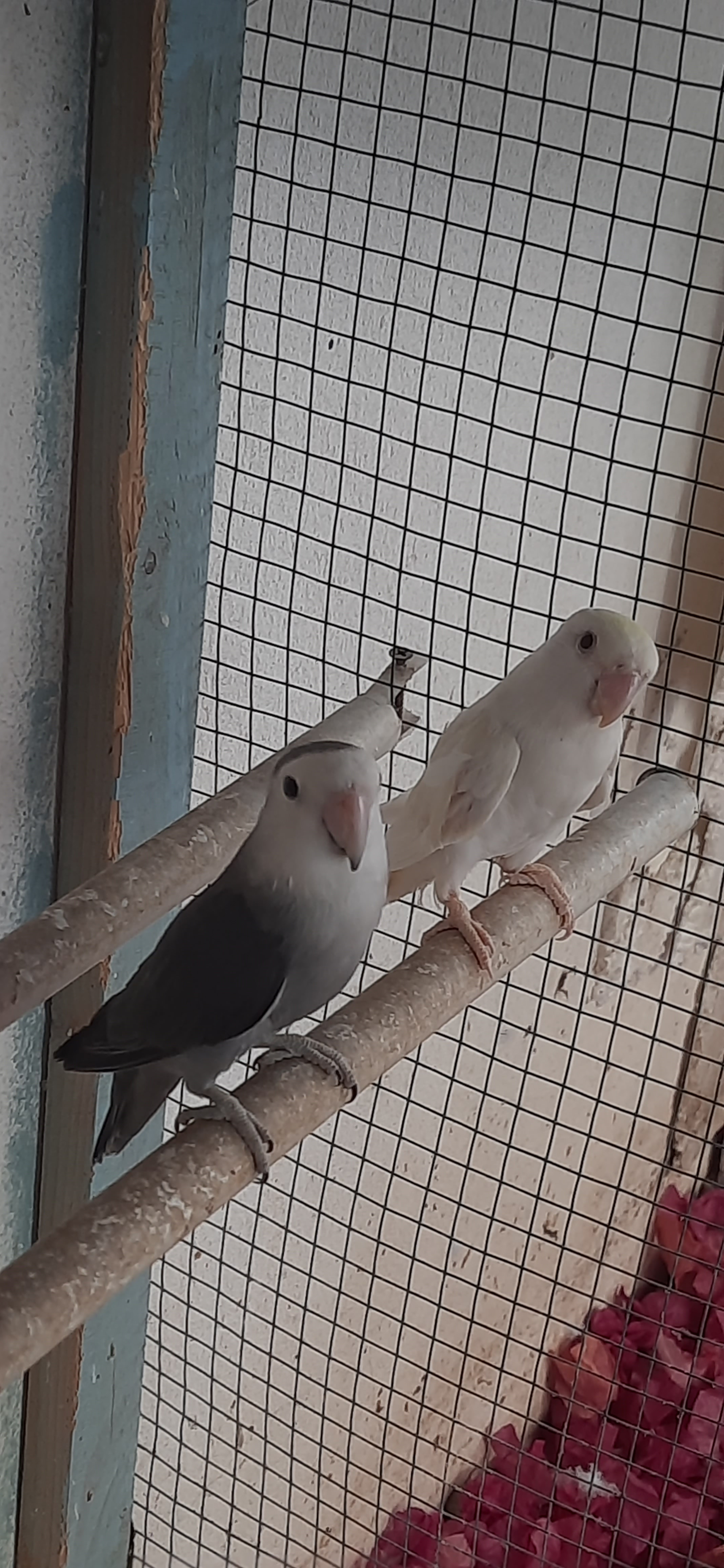 White Color OPALINE FISCHER LOVE BIRD AVAILABLE  - Image 2