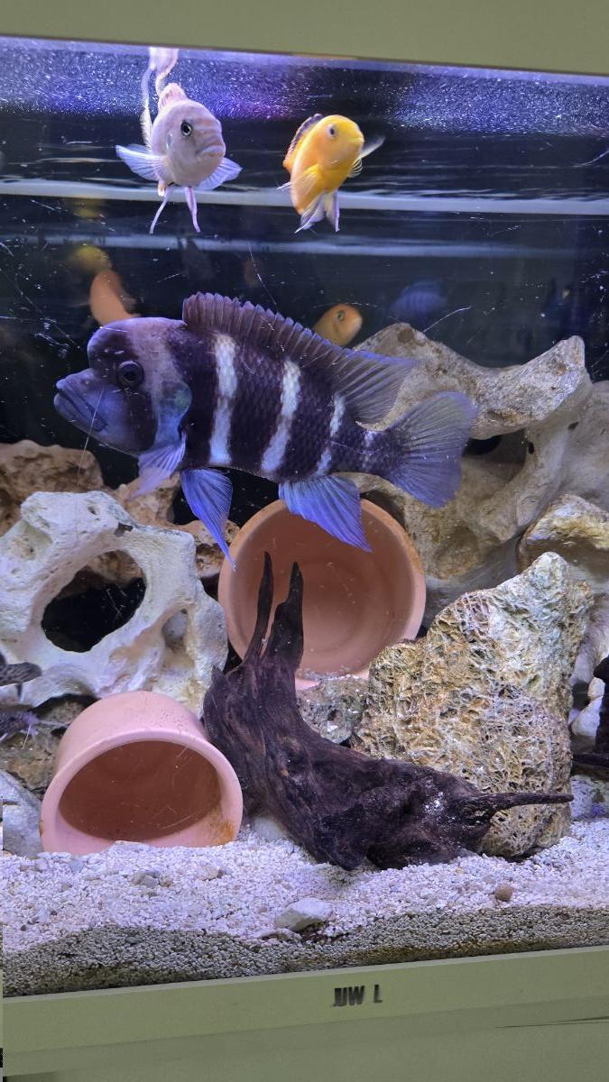 Free Aquarium Fish - Image 3