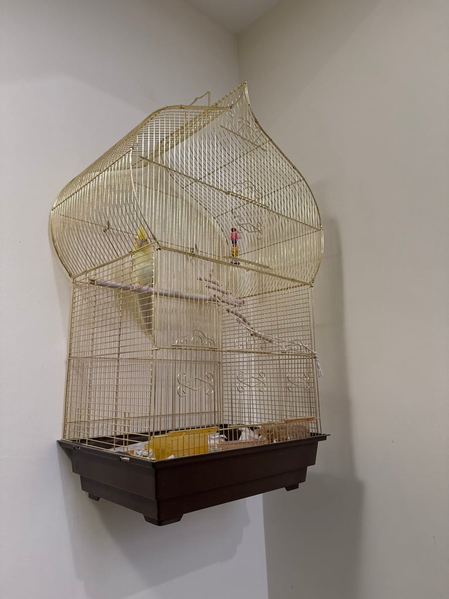 Cockatiel - Image 1