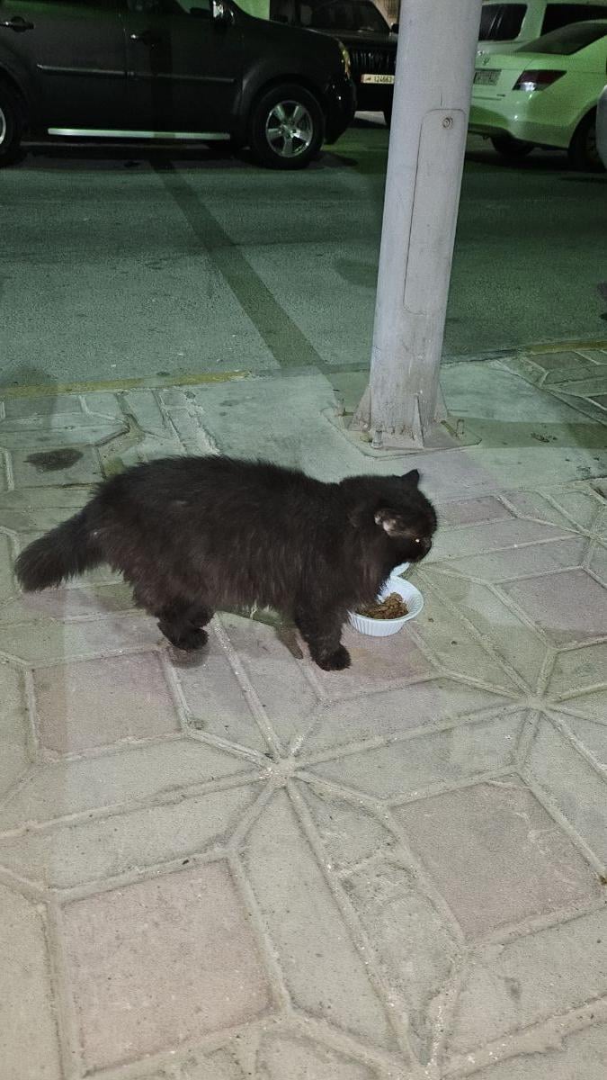 Cat , Black beautiful and fluffy - Image 2