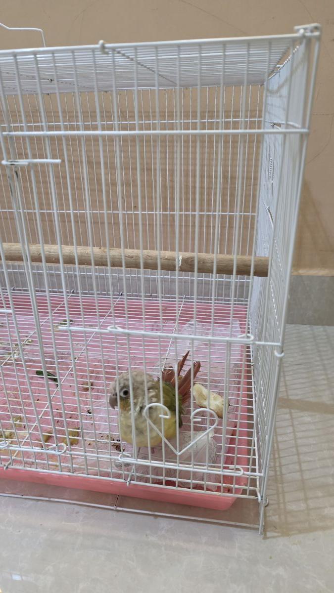 Baby pineapple conure - Image 3