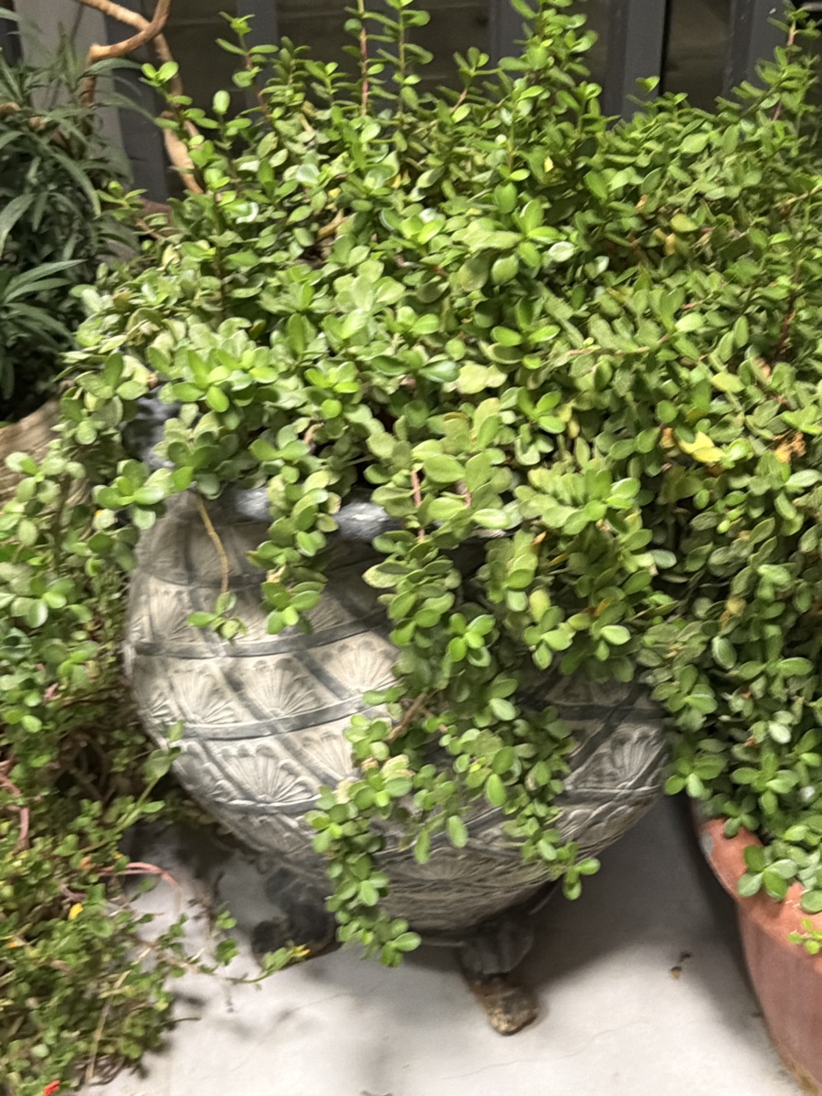 Indoor plants - Image 4