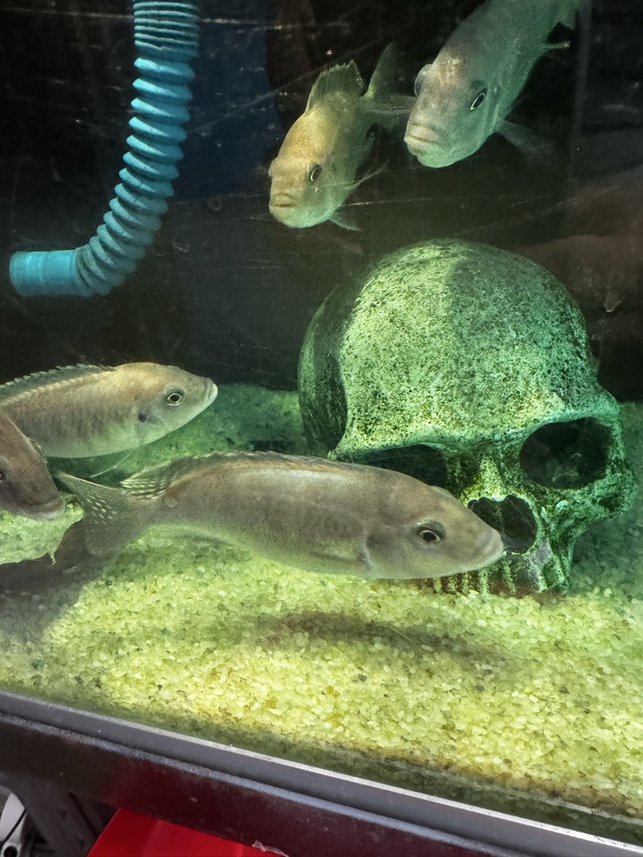Fish Cichlids For Sale - Image 2