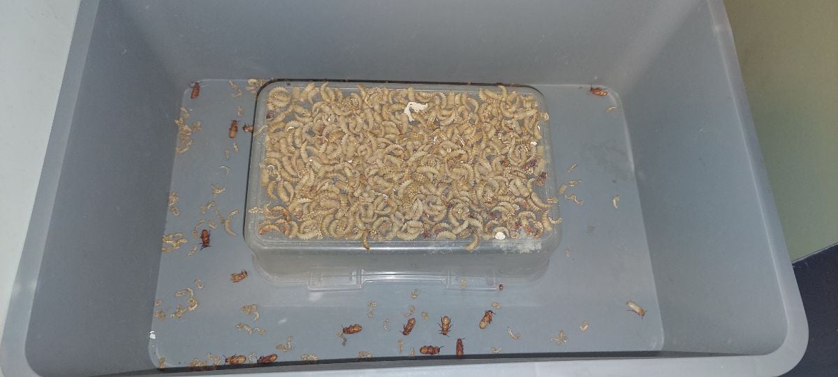 Mealworm farm - Image 1