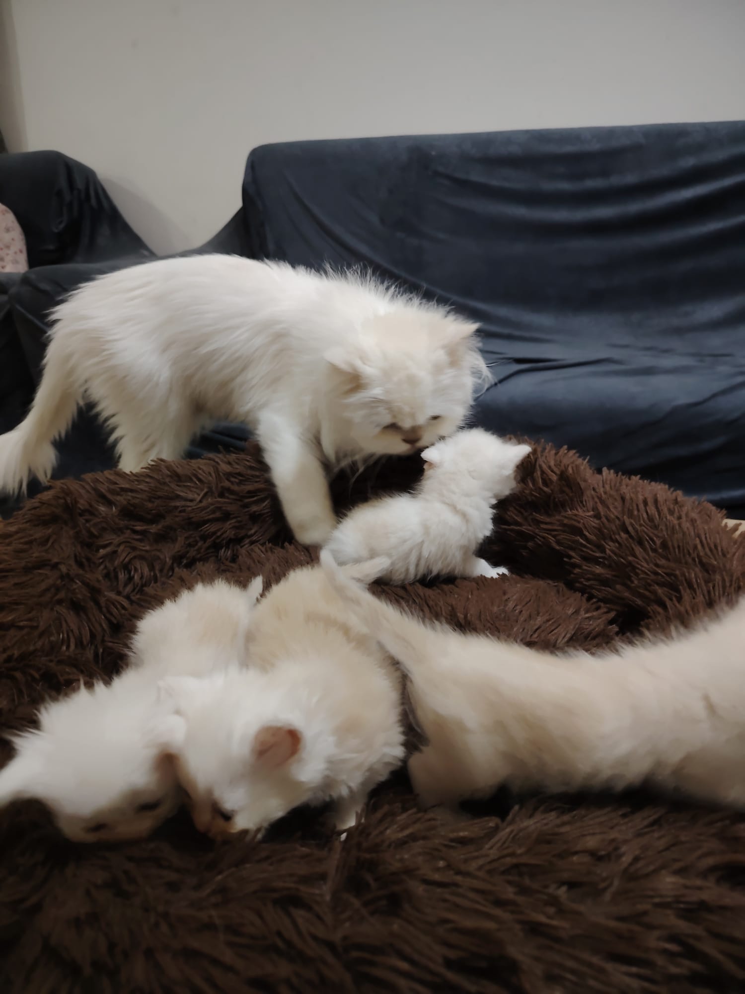 4 kittens with Mother  - Image 4