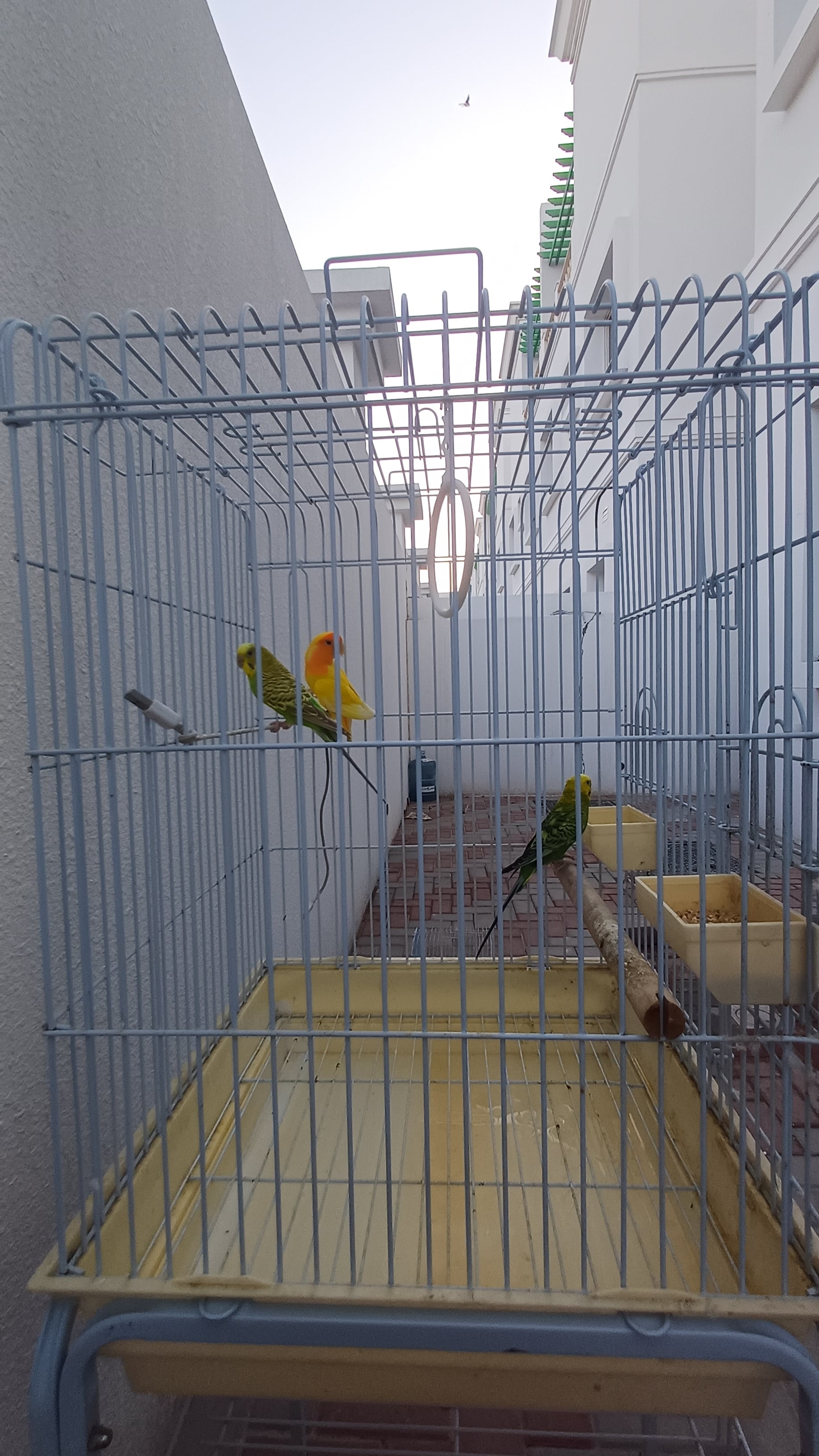 Beautiful parrot, Budgies for sale - Image 4