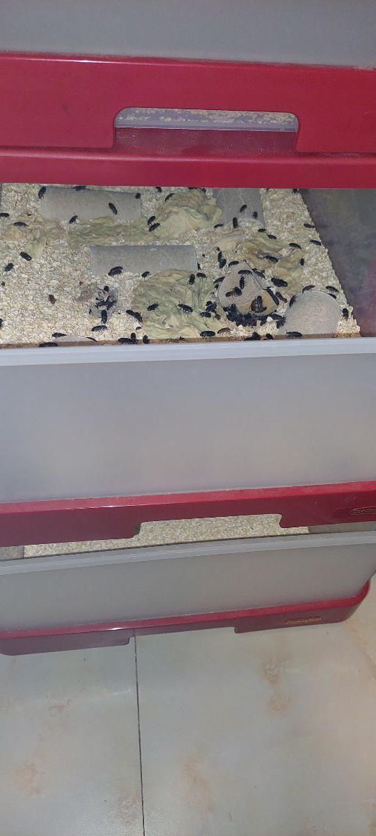 Mealworm farm - Image 6