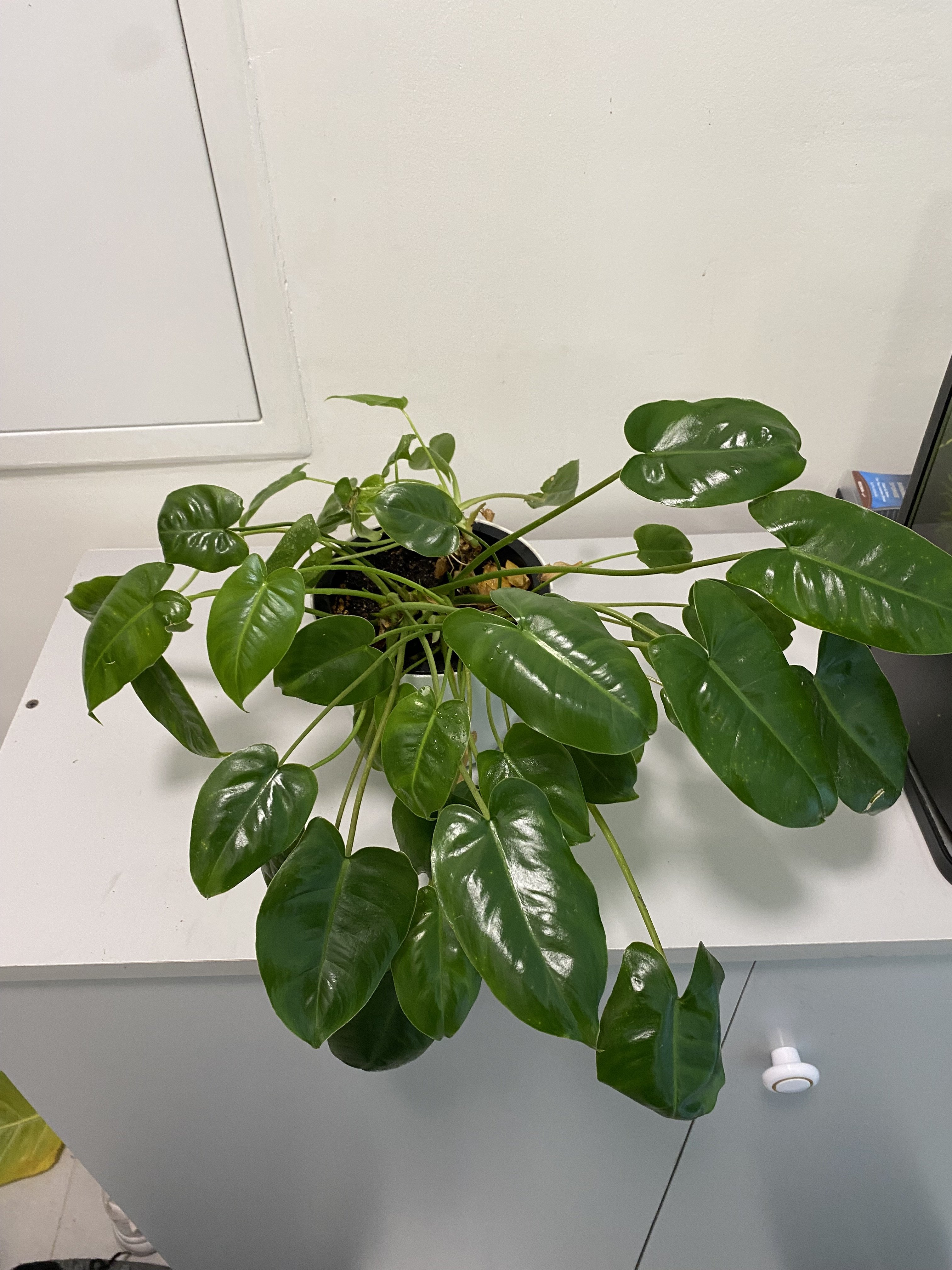 Phylodendron burlmax - Image 2