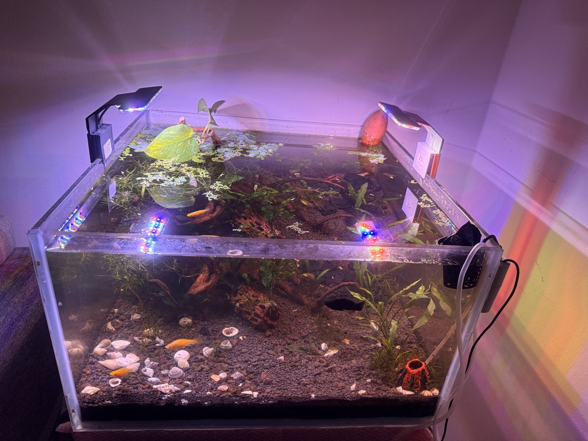 Aquarium Jungle theme - Image 1