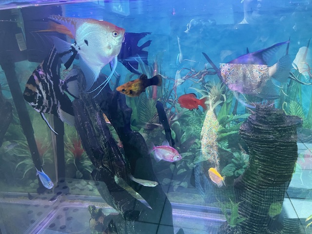 Fish tank with Angel fishes and others - Image 4