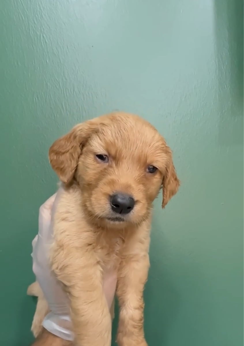 Golden retriever puppy - Image 2