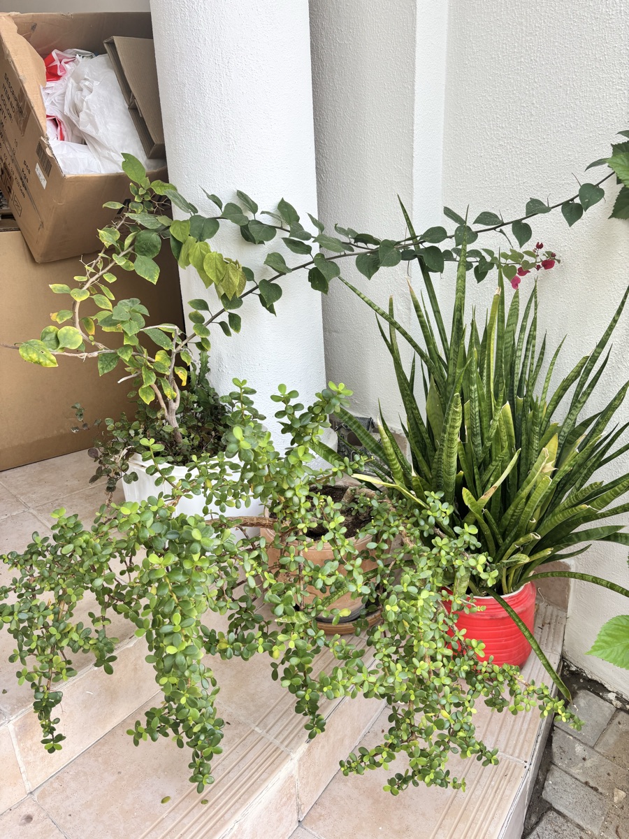 Plants - Image 13