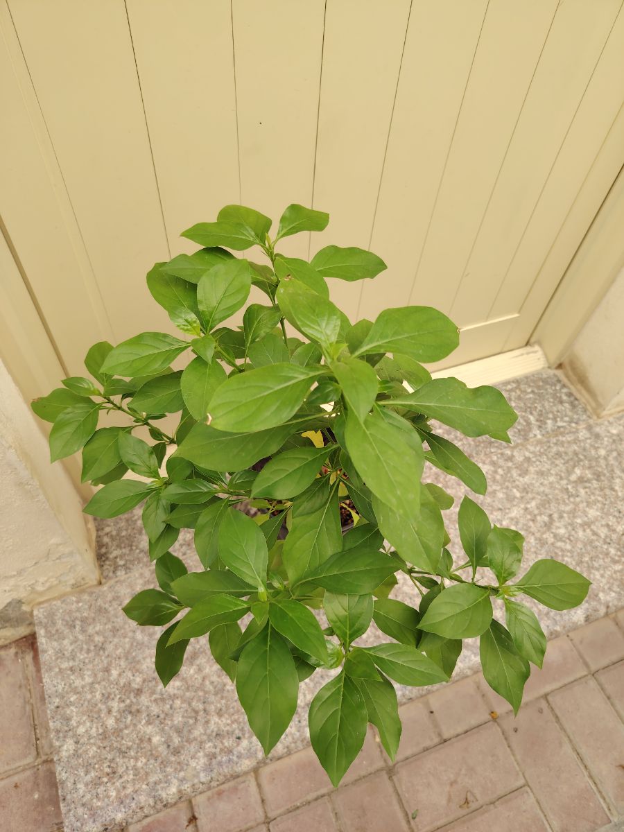 Barleria cristata flower plant for sale - Image 7