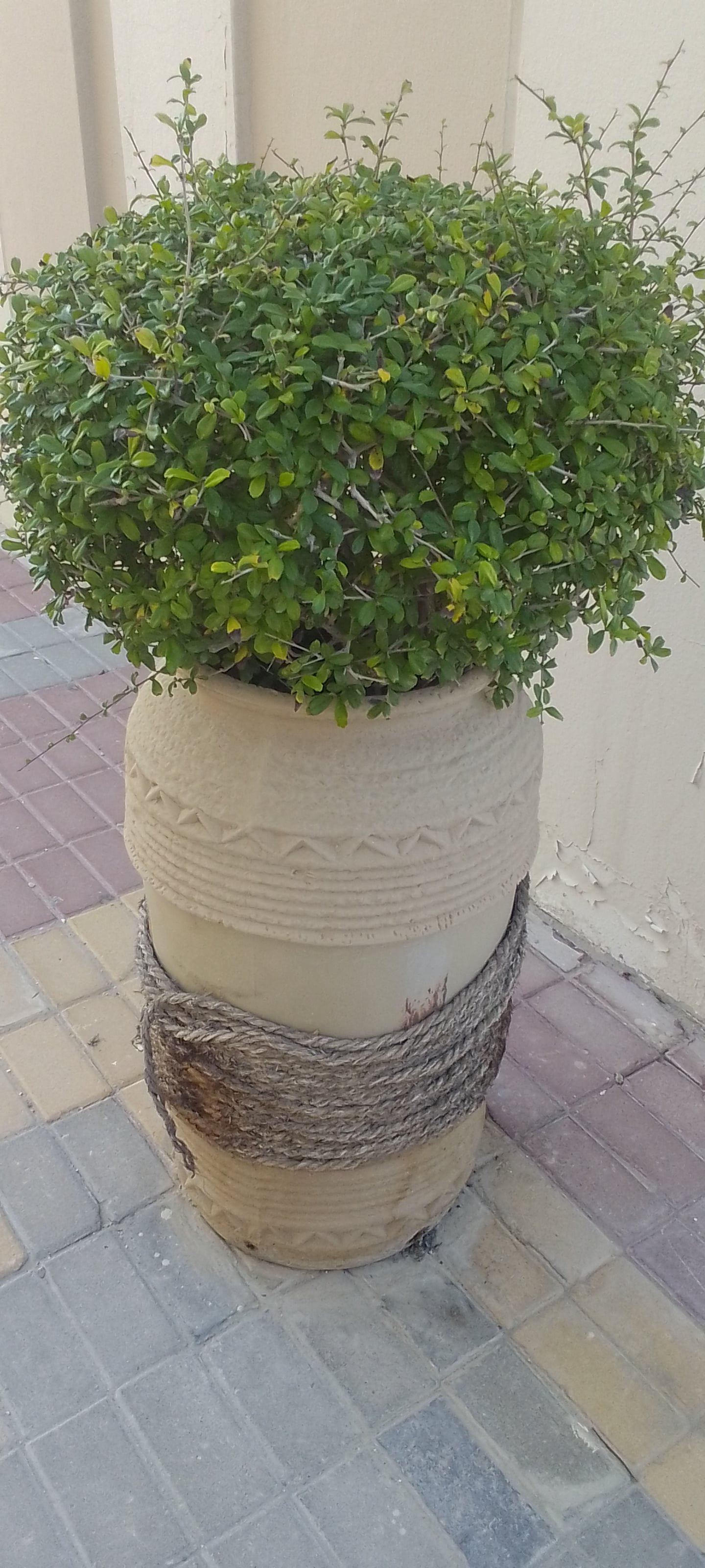 Garden pot's with plants  - Image 4