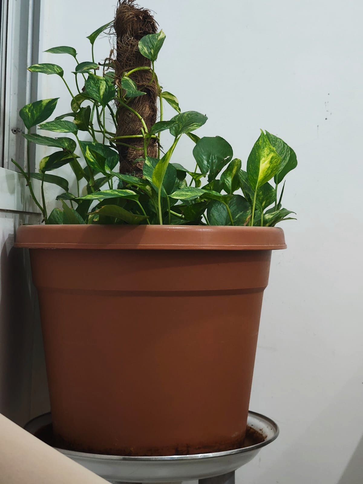 Money Plant (Large) - Image 3