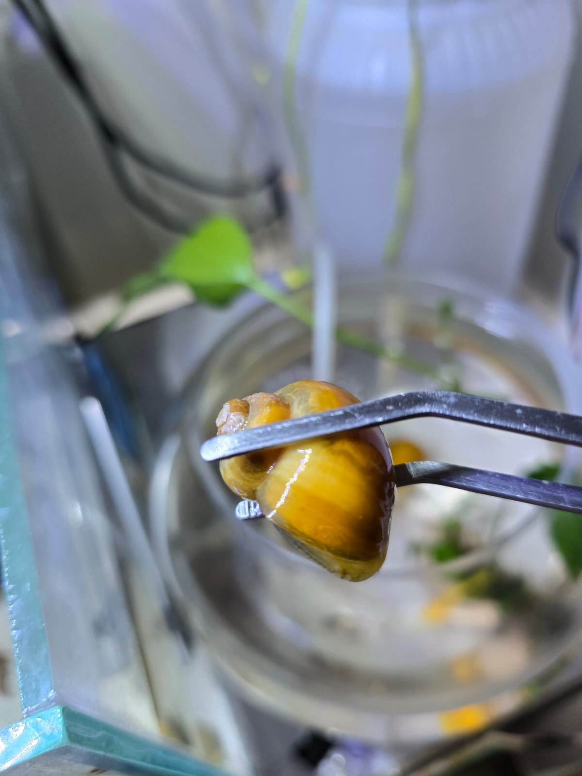 Mini blue parrot fish, snail & mollies - Image 4