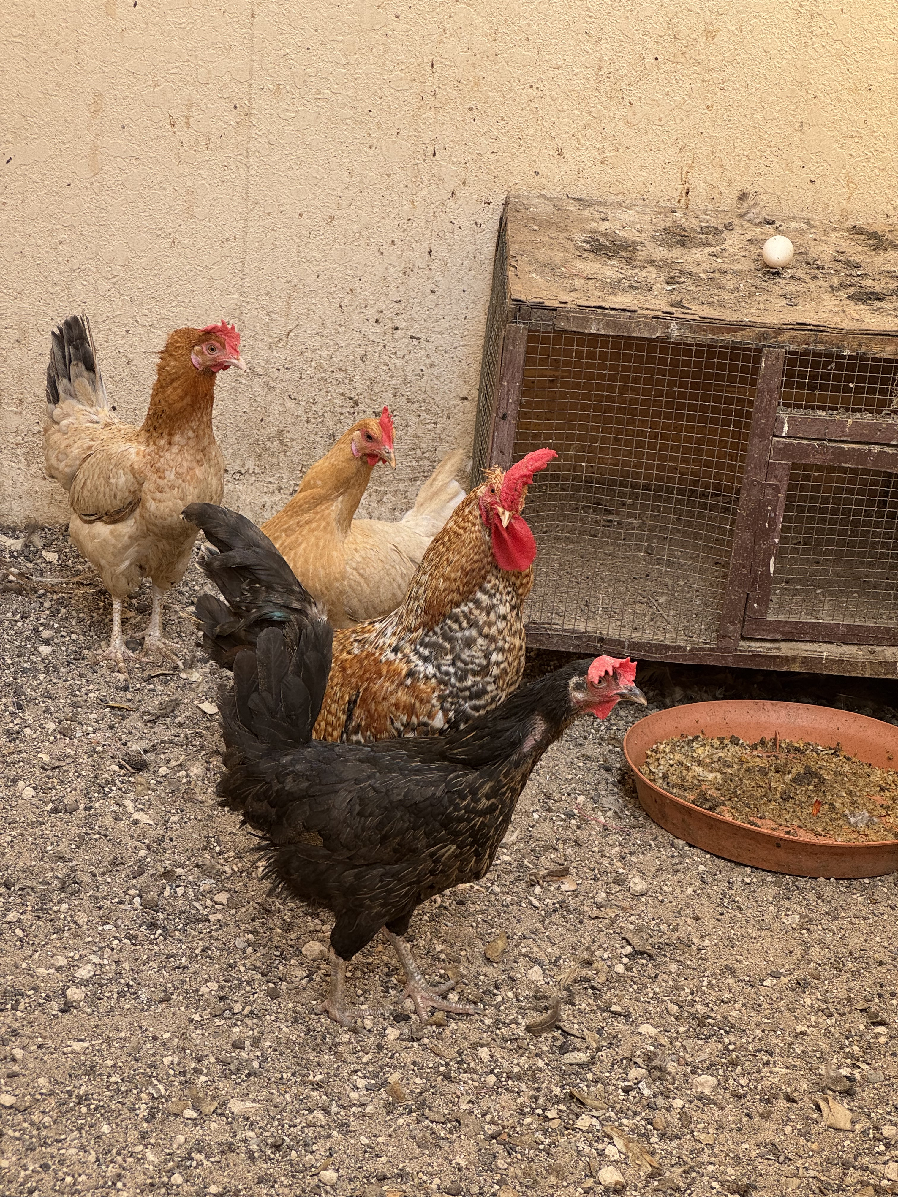 4 Chickens for 150 Qar- Egg laying  - Image 4