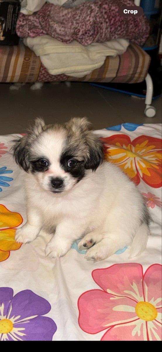 Puppy Havamalt - Image 3