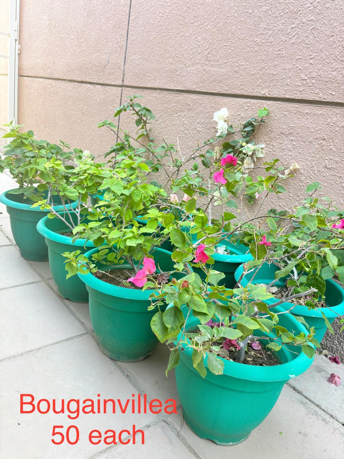 Bougainvillea for sale - Image 3