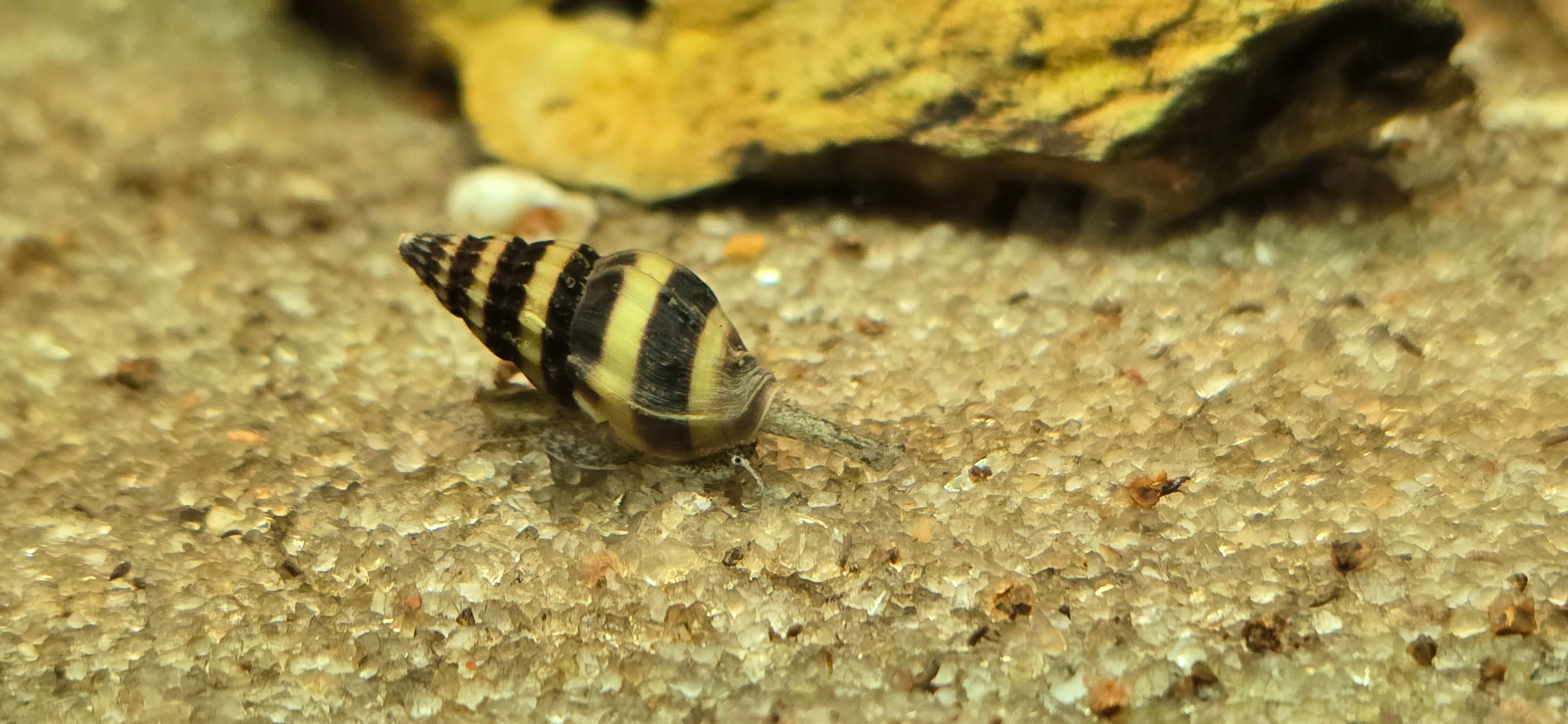 Assasin snail for Aquarium / Fish tank  - Image 2