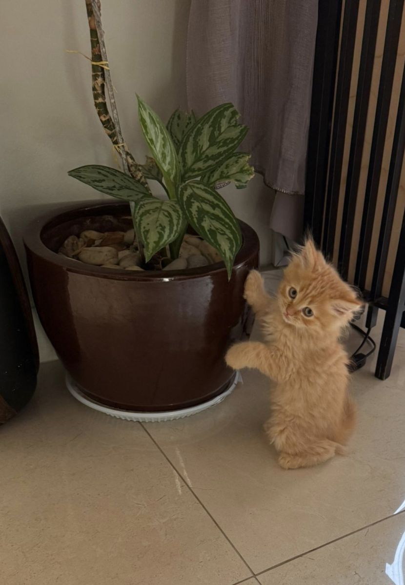 FREE cat for adoption - Image 2