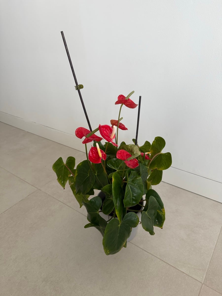 Anthuriums - Image 3