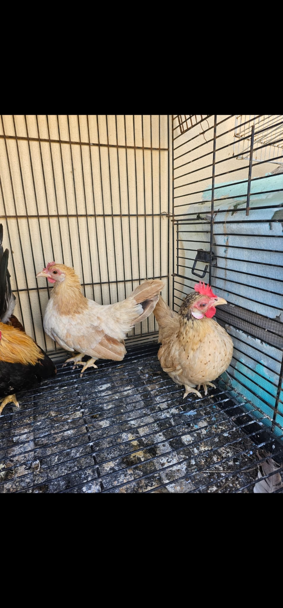 Japanese Bantam egg laying trio set for sales - Image 2