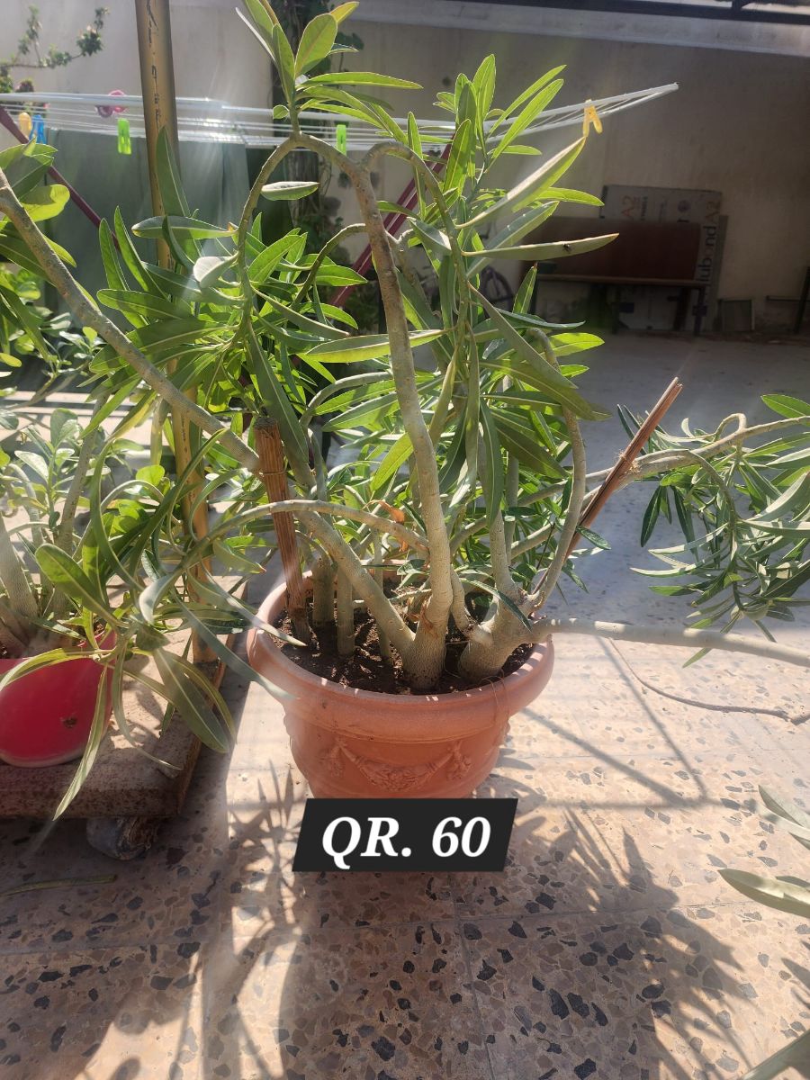 Plants for sale - Image 11
