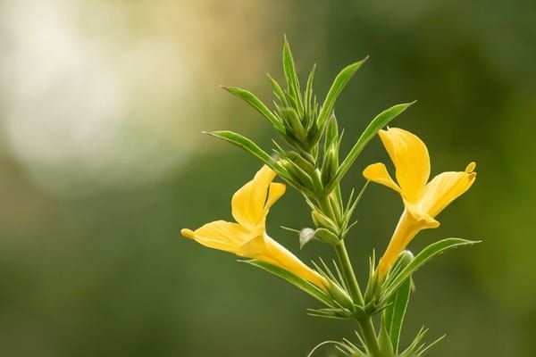 Barleria cristata flower plant for sale - Image 3