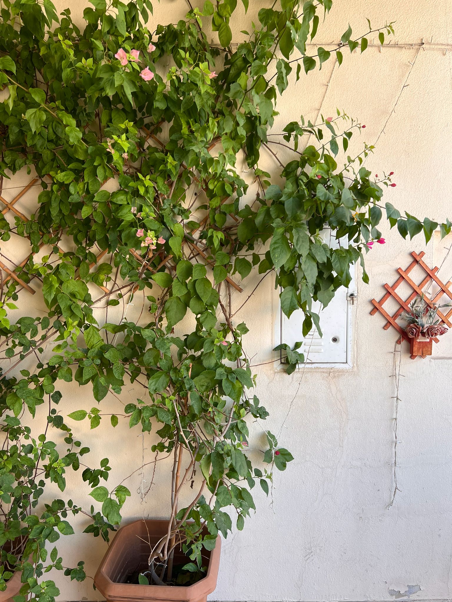 Big Plants Bougainvillea and Desert Rose For Sale - Image 1