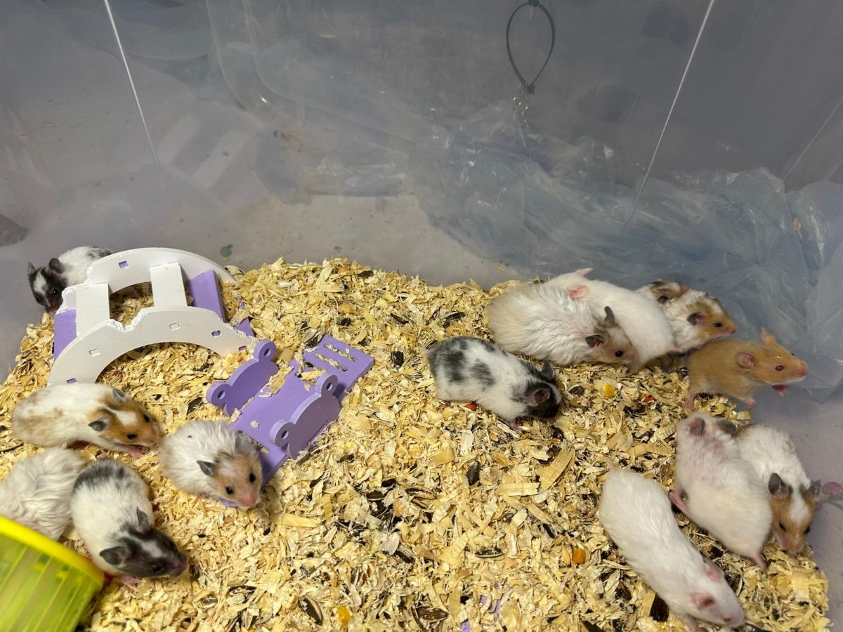 Hamster baby - Image 5