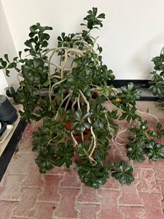 Gorgeous big desert rose plant - Image 2