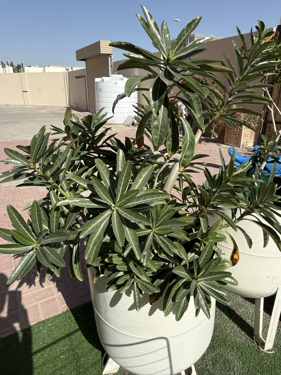 Plants - Image 5