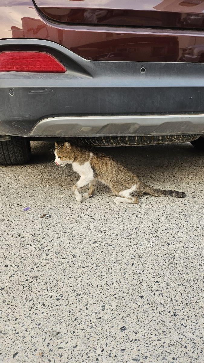Stray Cat Need Help - Image 2