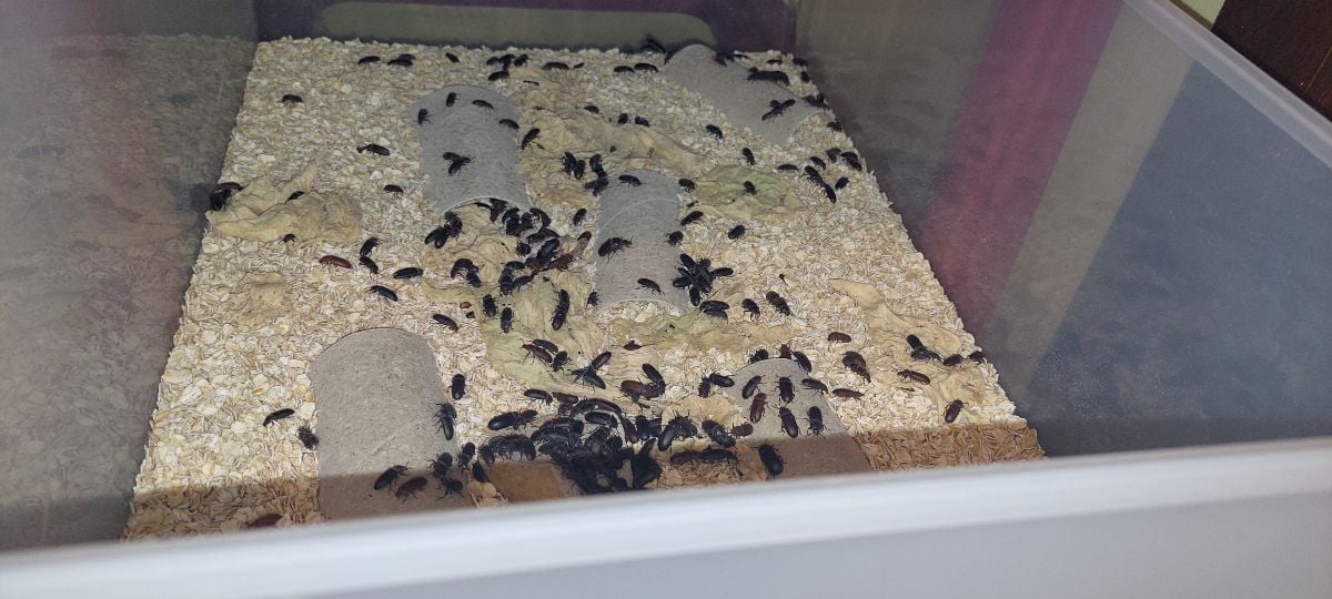 Mealworm farm - Image 4