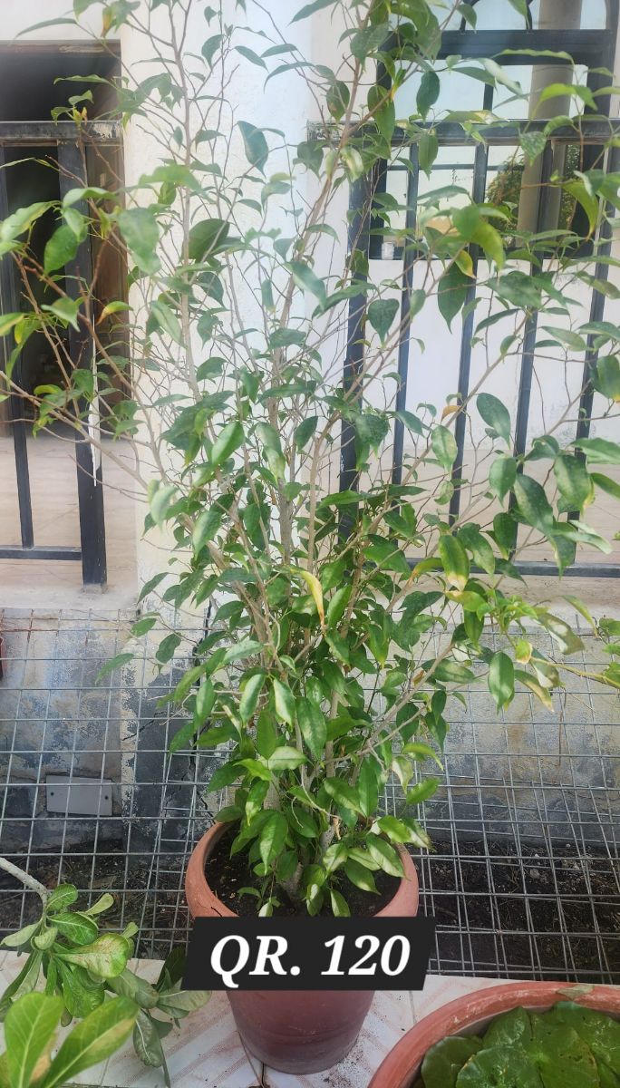 Plants for sale - Image 17