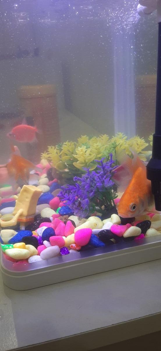 Fish tank - Image 1