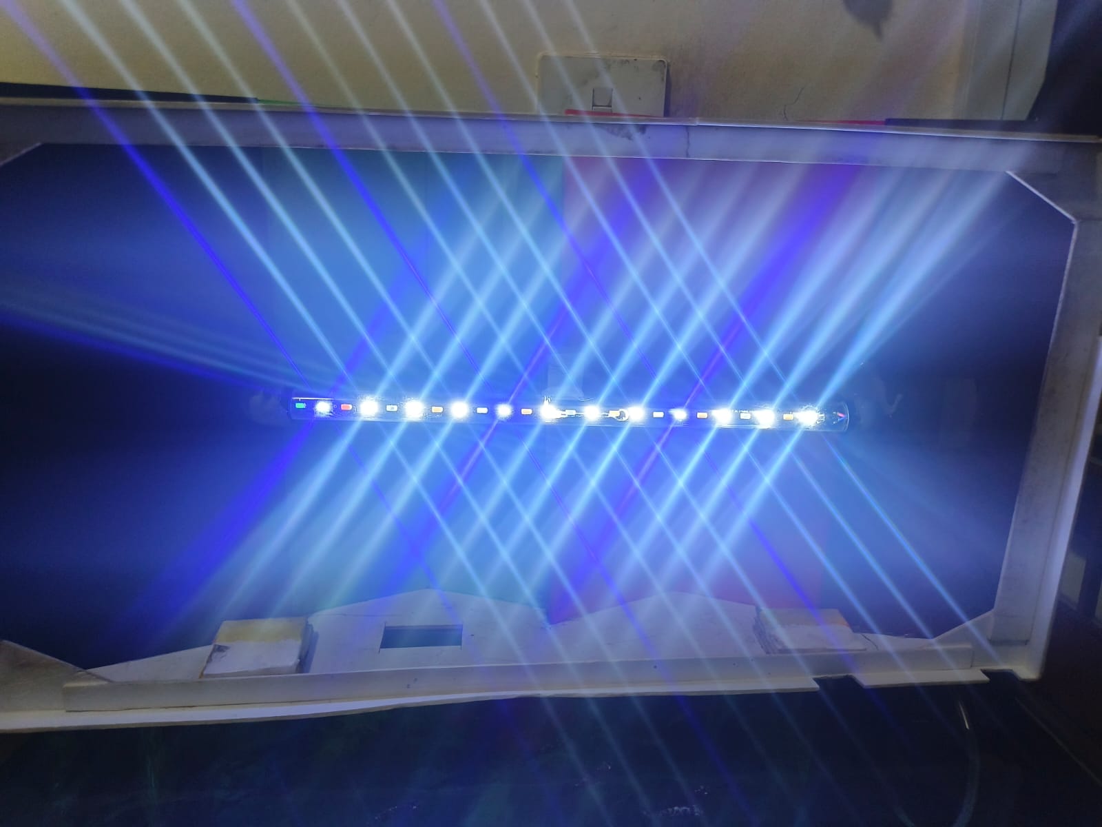 Fish and Aquarium for urgent sale  - Image 8