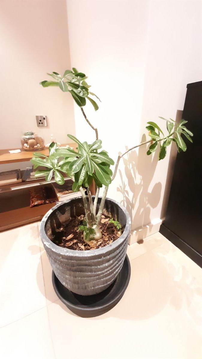 desert rose plant - Image 2