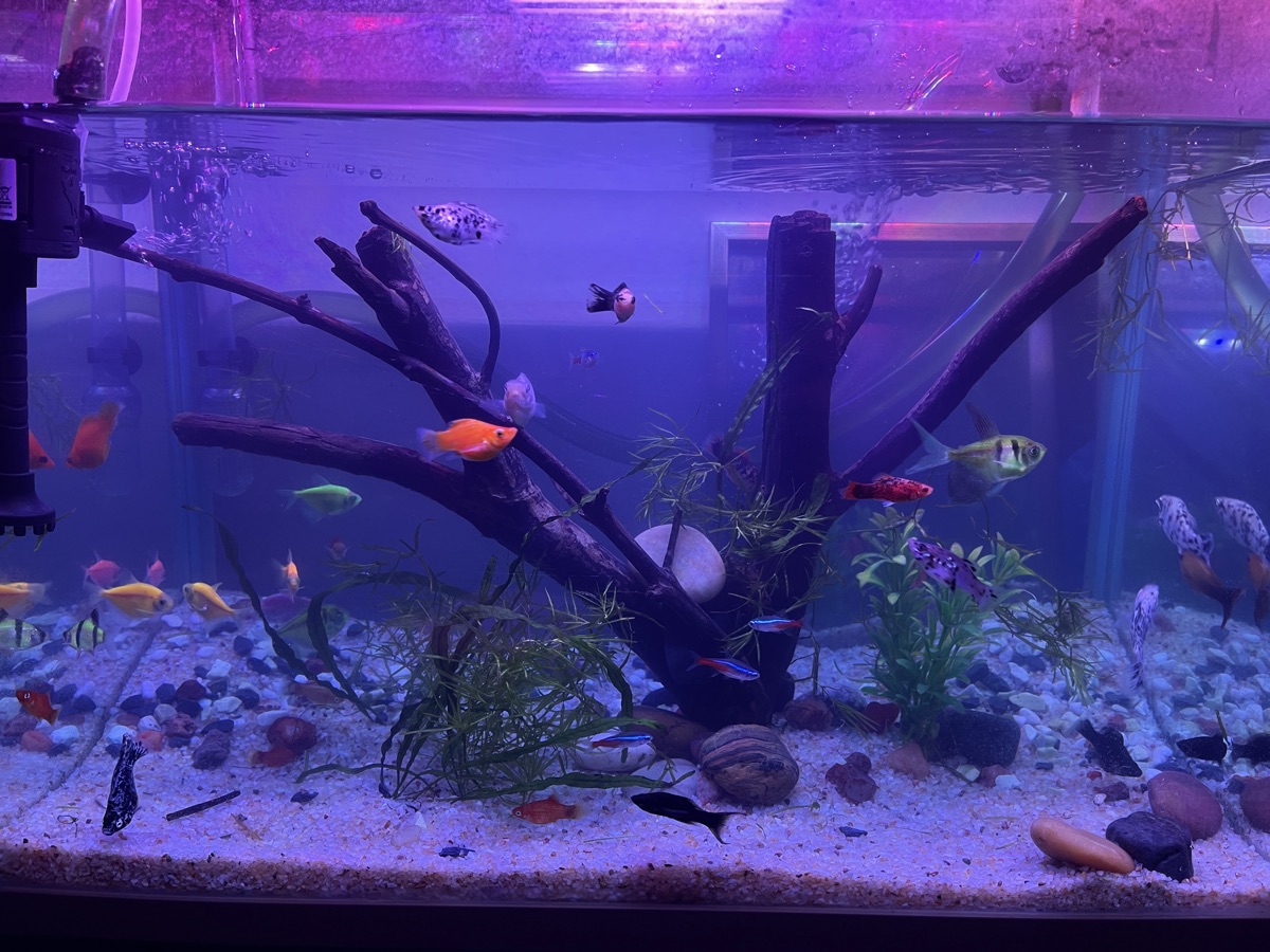 13 Gallon Glass Aquarium with Full accessories - Image 4