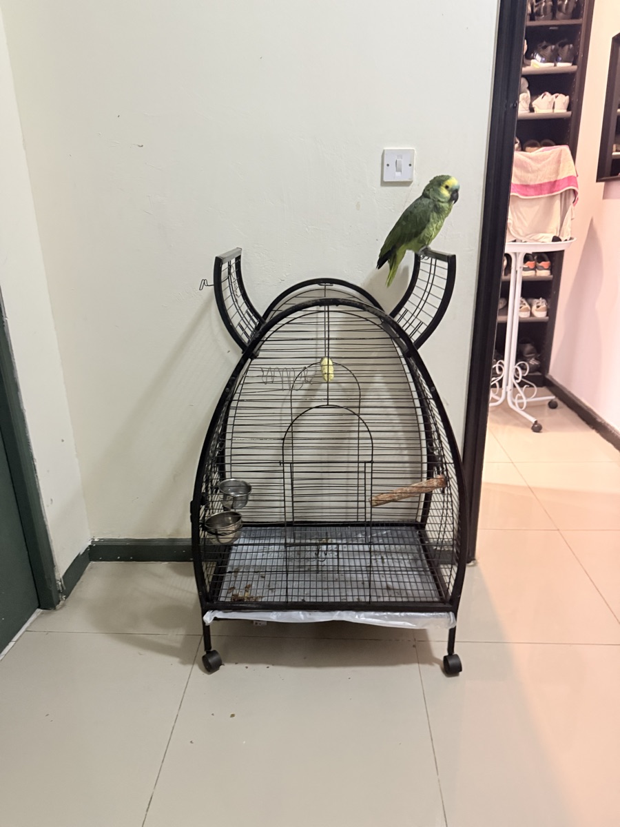 Bird - Image 1
