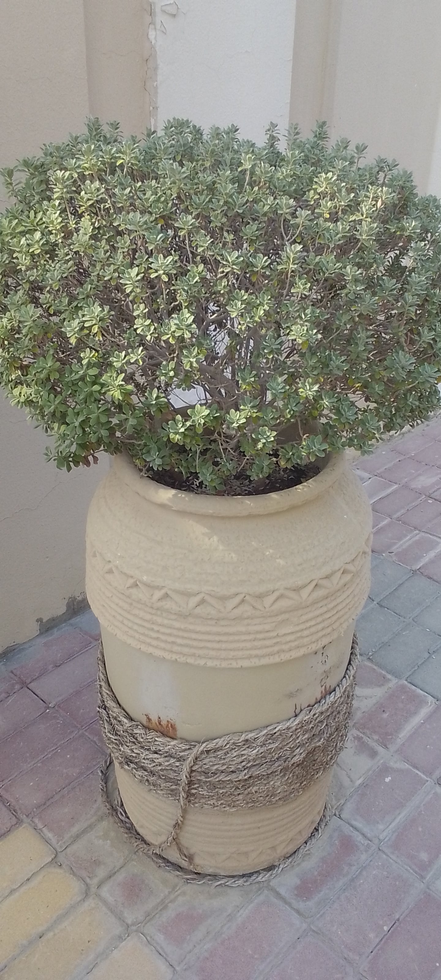Garden pot's with plants  - Image 3