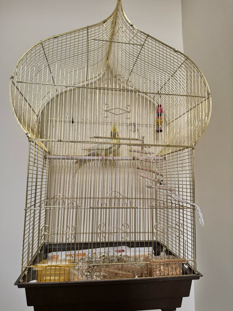 Cockatiel - Image 3
